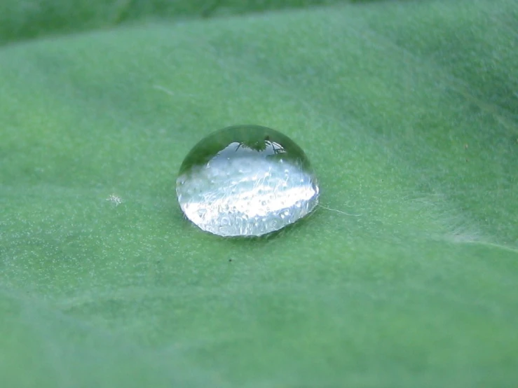 the water is very shiny and shines on the green leaves