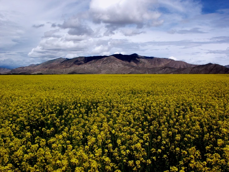 a yellow field in front of mountains under a cloudy sky