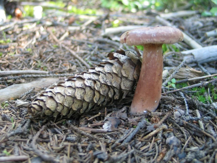 a small group of mushrooms and pine cones laying on the ground