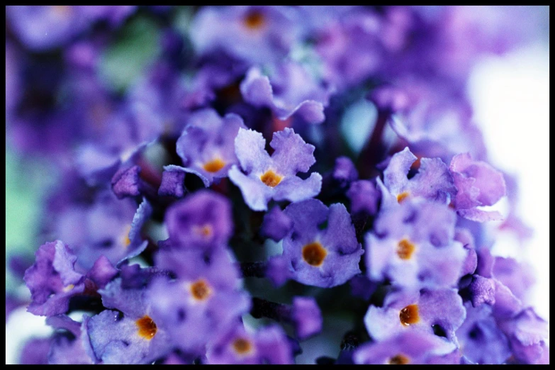 this is an image of a close up picture of some tiny purple flowers