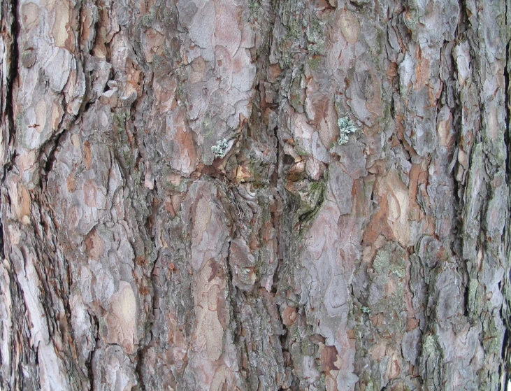 a closeup view of a tree trunk with a little bit of moss