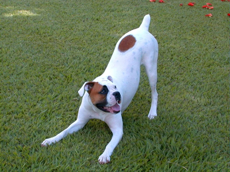 the dog is laying down in the grass outside