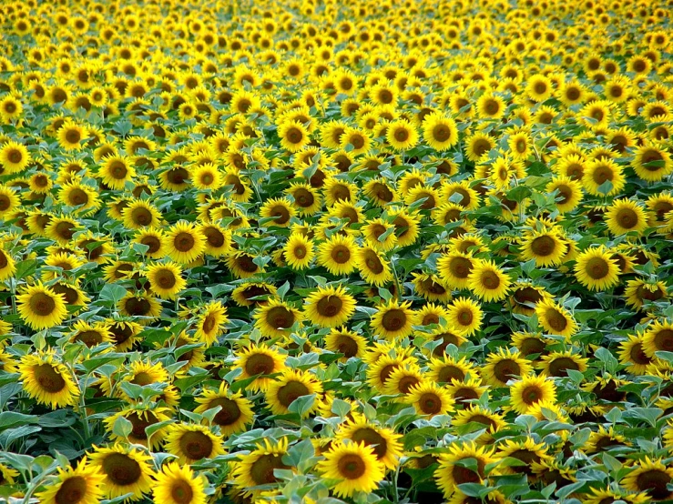 large sunflowers in an open field surrounded by leaves