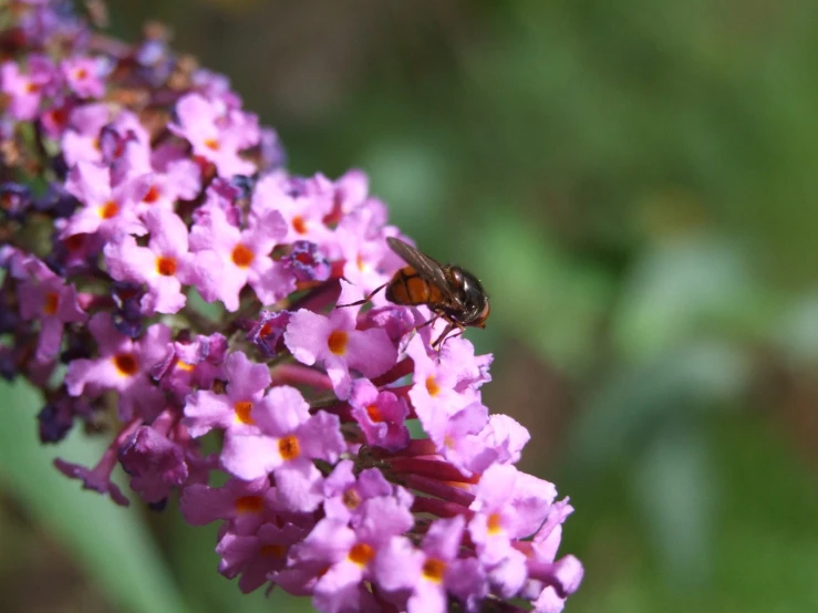 a close up of some flowers and a bug