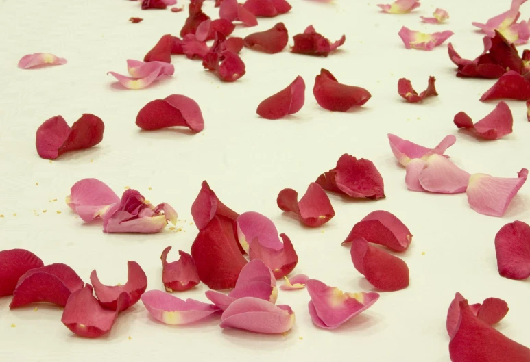 petals petals petals of roses and petals of pink petals on white surface
