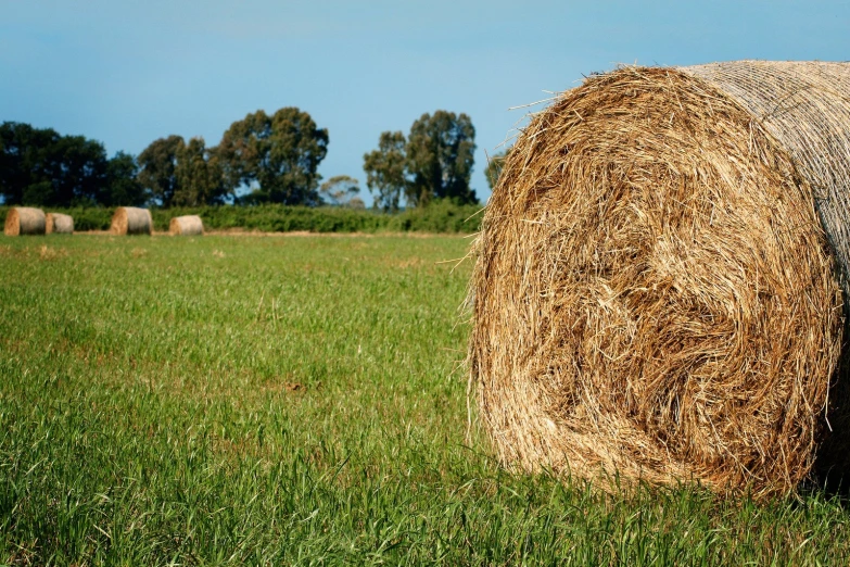 large round bale of hay sitting on a field