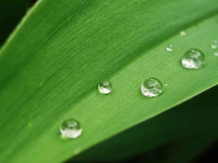 a close up of water droplets on a green plant