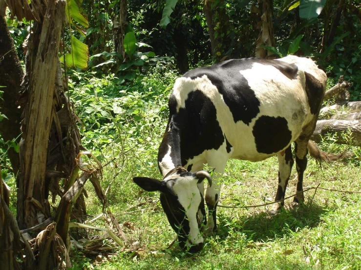 a cow eating from a grassy field with trees in the background