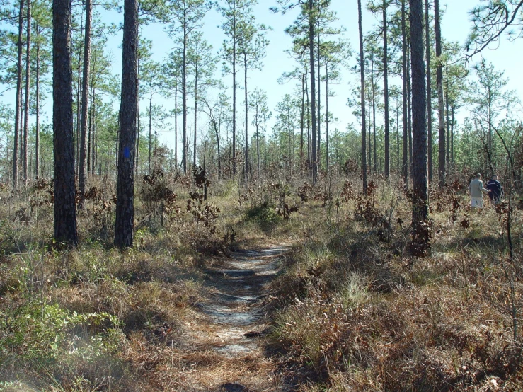 a very pretty looking trail in the woods