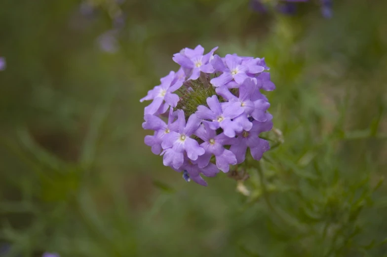 a large group of purple flowers with green leaves