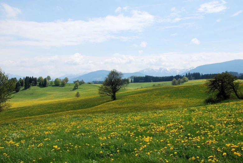 a grassy field has some trees in it