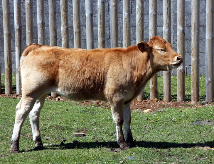 an old cow is standing in the grass