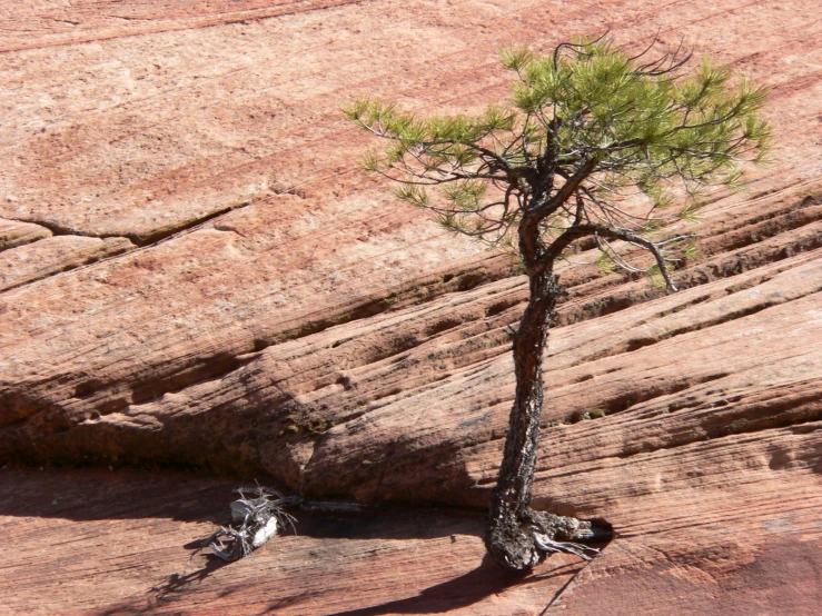 the lone pine tree is standing out in a vast valley