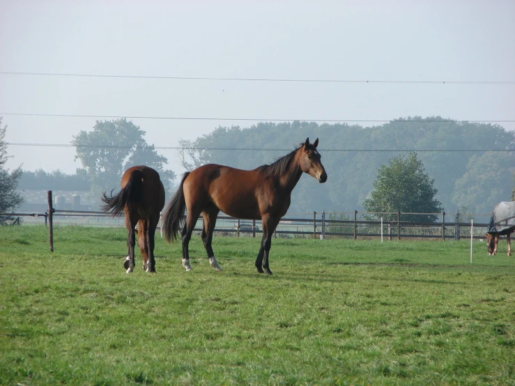 a brown horse standing next to a white and brown horse in a field