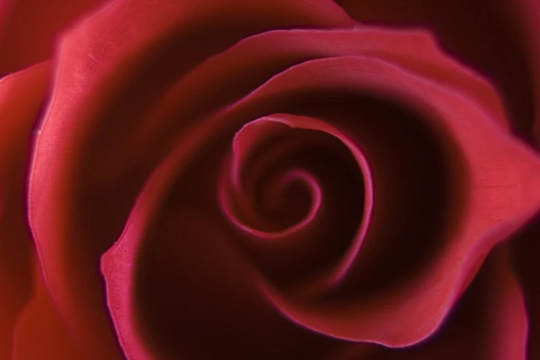 a closeup of a red rose with lots of petals