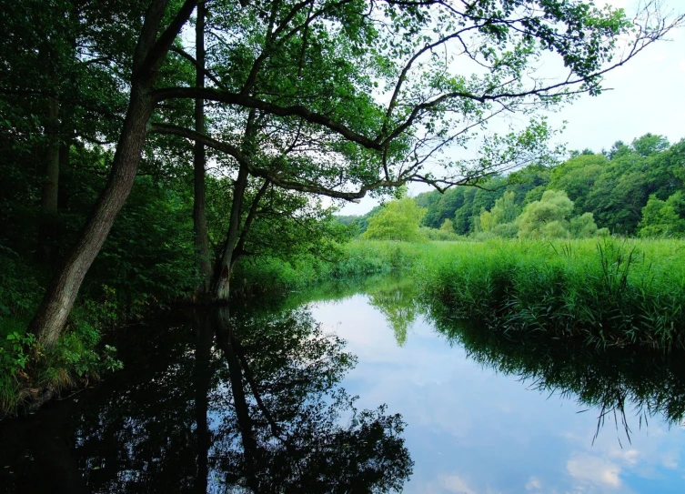 some water trees grass bushes and trees