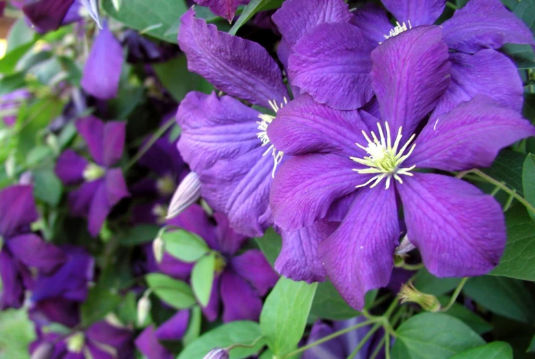 many purple flowers are on display in a basket