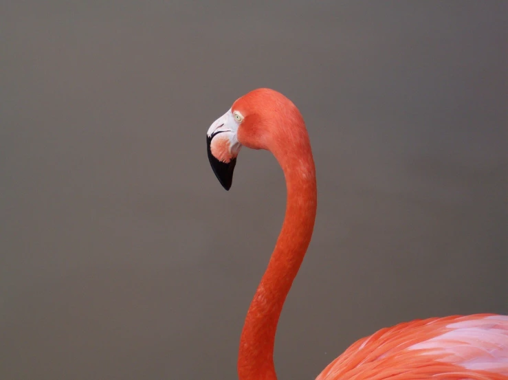 a pink flamingo stands in front of a gray background