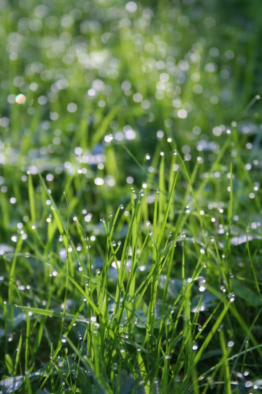 the grass is green with small droplets on it