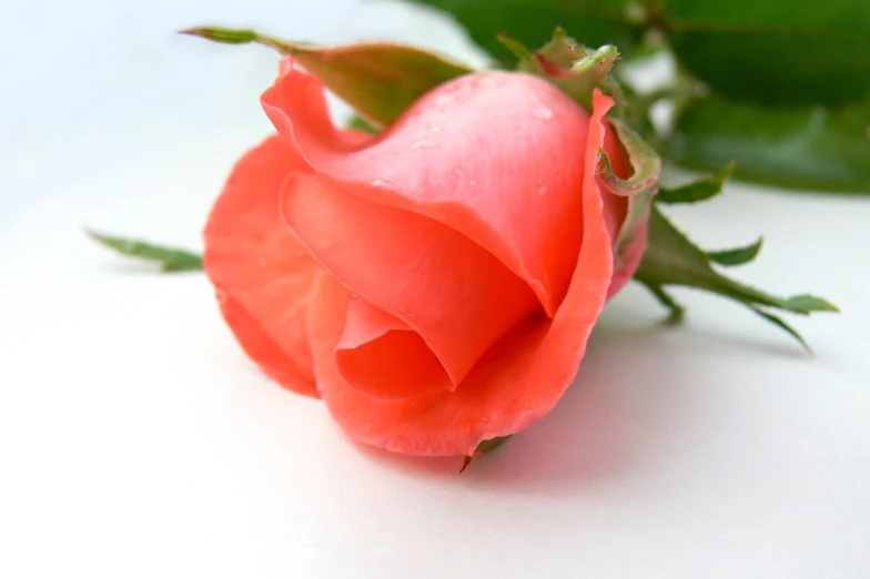 a single rose with its petals still attached