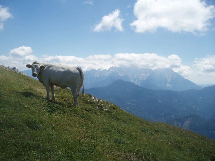 a white cow standing on the side of a grass covered hill