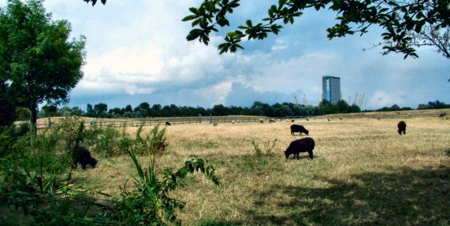 four black animals in the distance grazing on grass