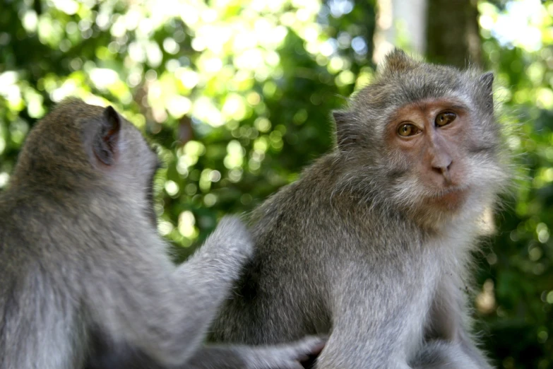 two monkeys sitting next to each other on a tree