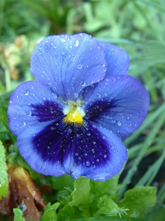 a purple flower covered in dew