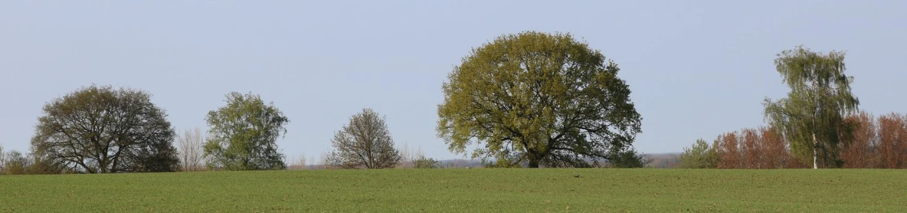 a group of trees in the background of the grass field
