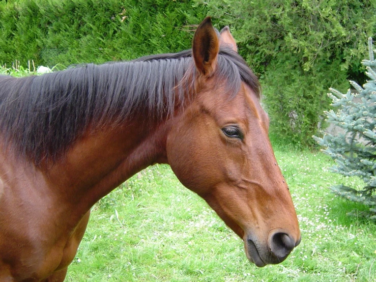 a brown horse standing on top of a green grass covered field