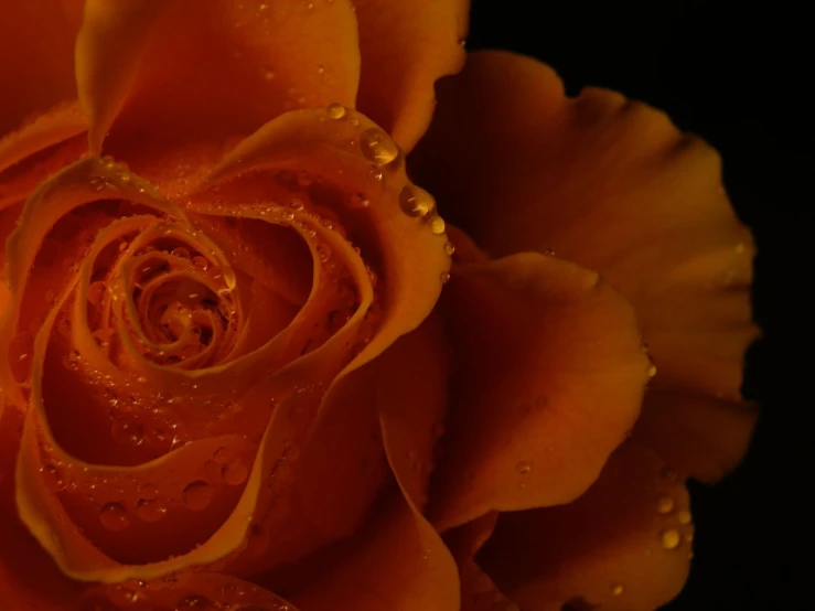 orange rose with water droplets on it against a black background