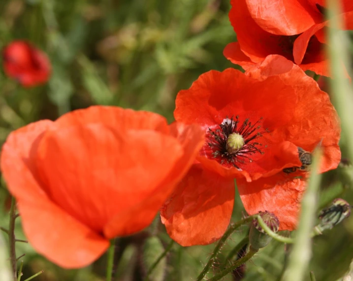 red flowers with green stems next to each other