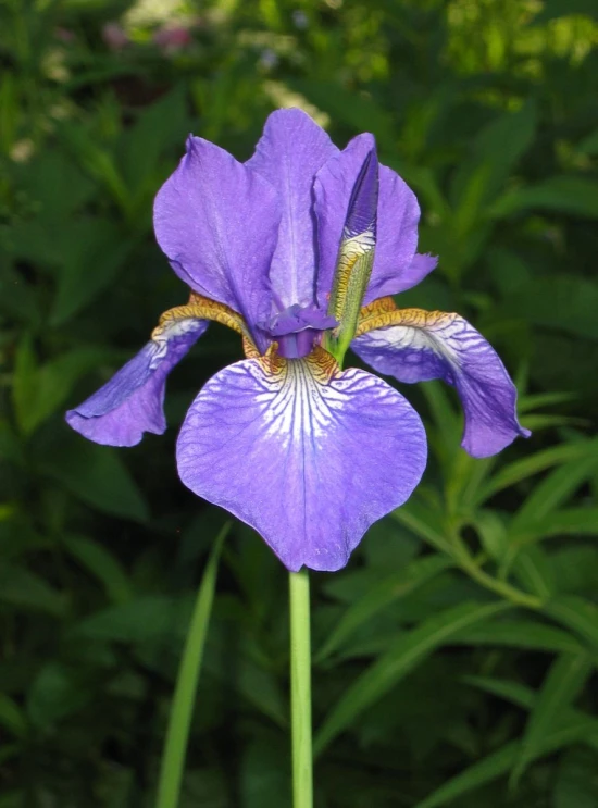 an iris flower is opened on the stem and has purple petals