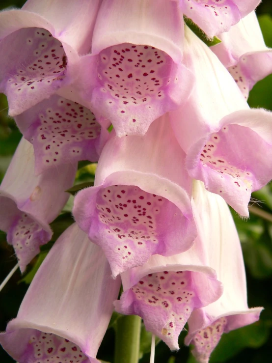 several different types of flowers and plants with purple petals