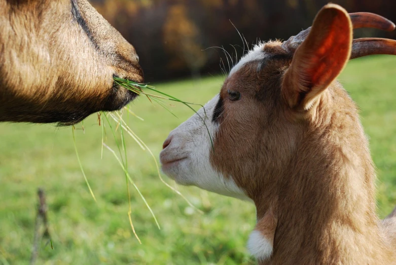 a goat has grass in its mouth and it's head