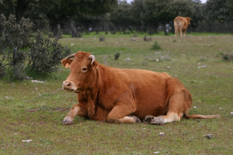 a cow with horns laying on a lush green field