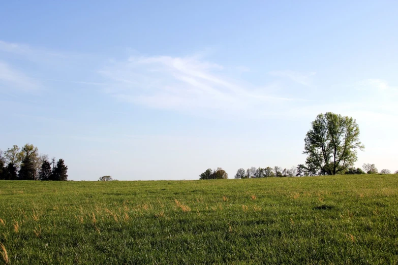 a large open field with trees in the distance