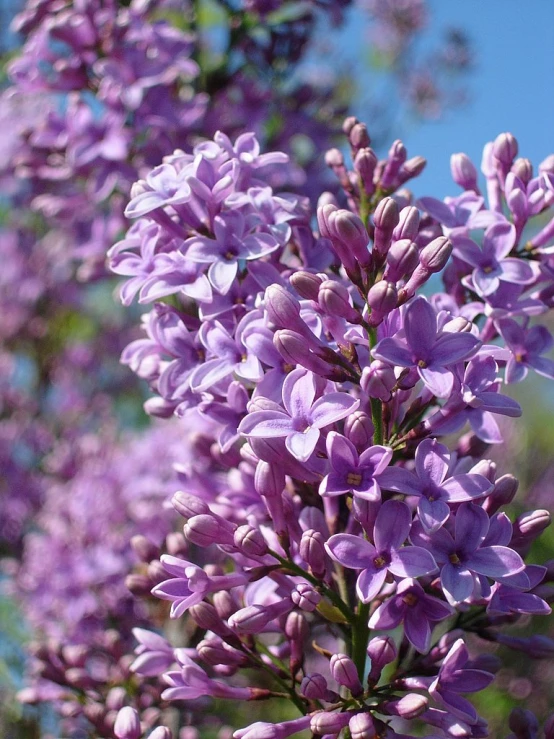 purple flowers grow on top of trees with blue sky in the background