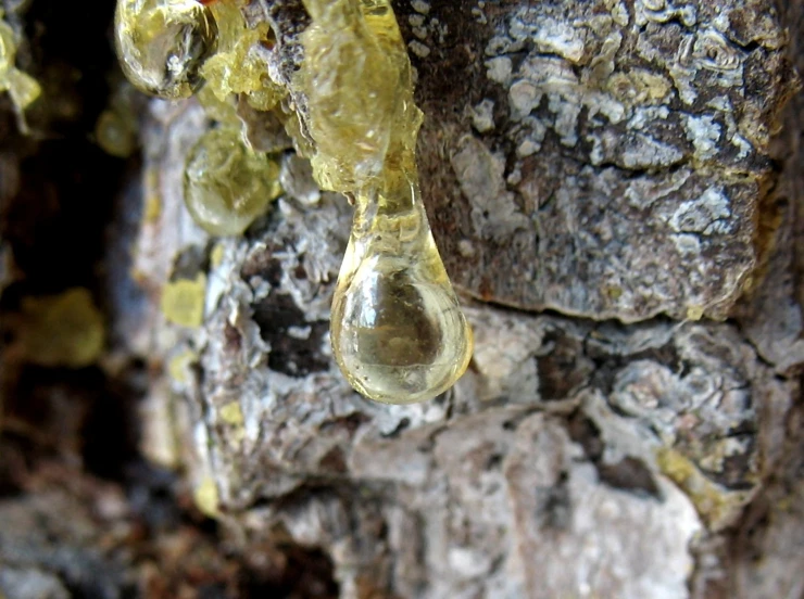 water droplet on a tree in a forest