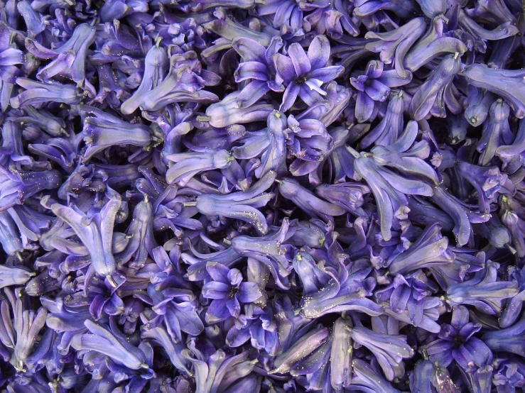 a bunch of purple flowers sitting together on top of a purple ground