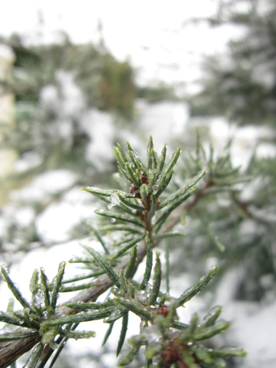 the leaves on the tree are starting to open in winter