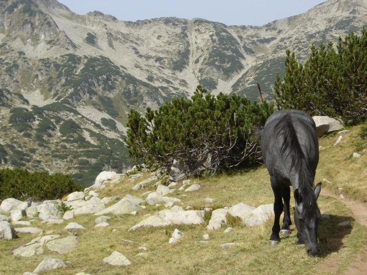 a black horse grazing on some grass next to rocks
