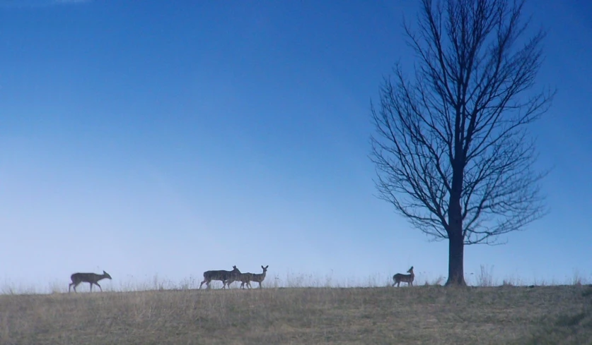 a group of deer walking in the distance on the top of a grassy hill