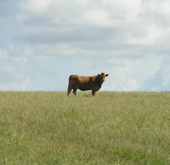 the large brown cow is standing on a field