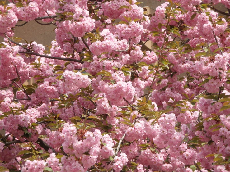 pink flowers bloom on tree nches next to building