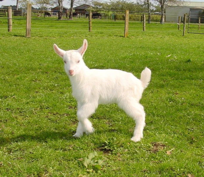 a white goat is standing on a green field