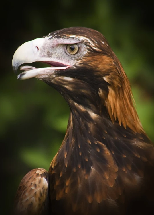 there is a hawk with brown and white feathers