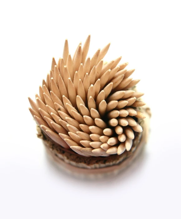 closeup of two brown wooden brushes on white background