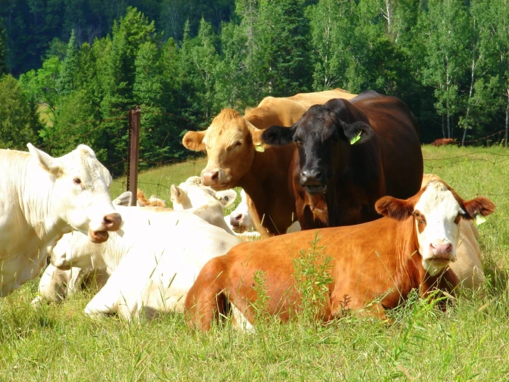 some cows laying down in the grass while some are standing