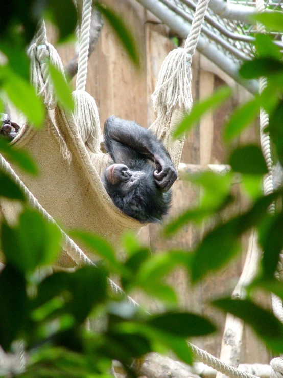 a gorilla is laying in a hammock hanging from a rope